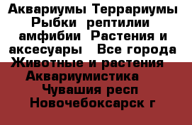 Аквариумы.Террариумы.Рыбки, рептилии, амфибии. Растения и аксесуары - Все города Животные и растения » Аквариумистика   . Чувашия респ.,Новочебоксарск г.